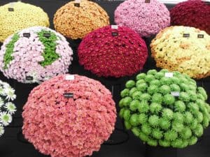 CHELSEA FLOWER SHOW
